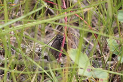 Cercyonis oetus