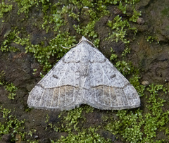 Digrammia irrorata
