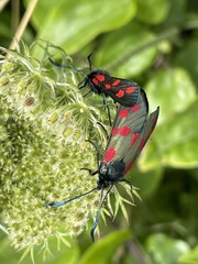 Zygaena filipendulae