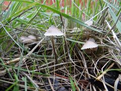 Mycena murina