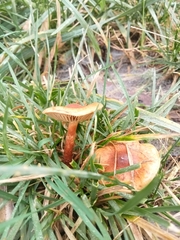 Pholiota multicingulata