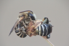 Pseudapis diversipes