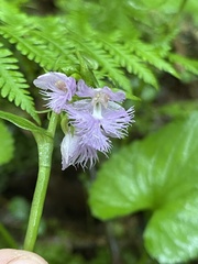 Platanthera shriveri