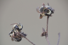 Pseudapis diversipes