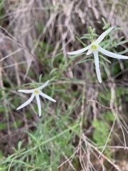 Anthocercis angustifolia
