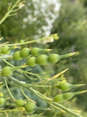 Raphanus raphanistrum