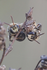 Pseudapis diversipes