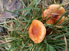 Pholiota multicingulata