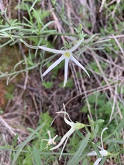 Anthocercis angustifolia