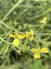 Raphanus raphanistrum