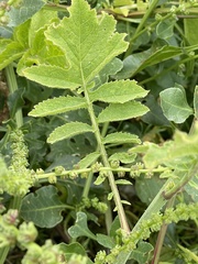 Raphanus raphanistrum