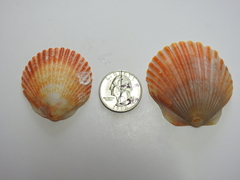 Argopecten gibbus
