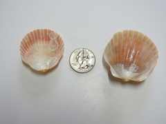 Argopecten gibbus
