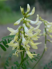 Astragalus sheldonii