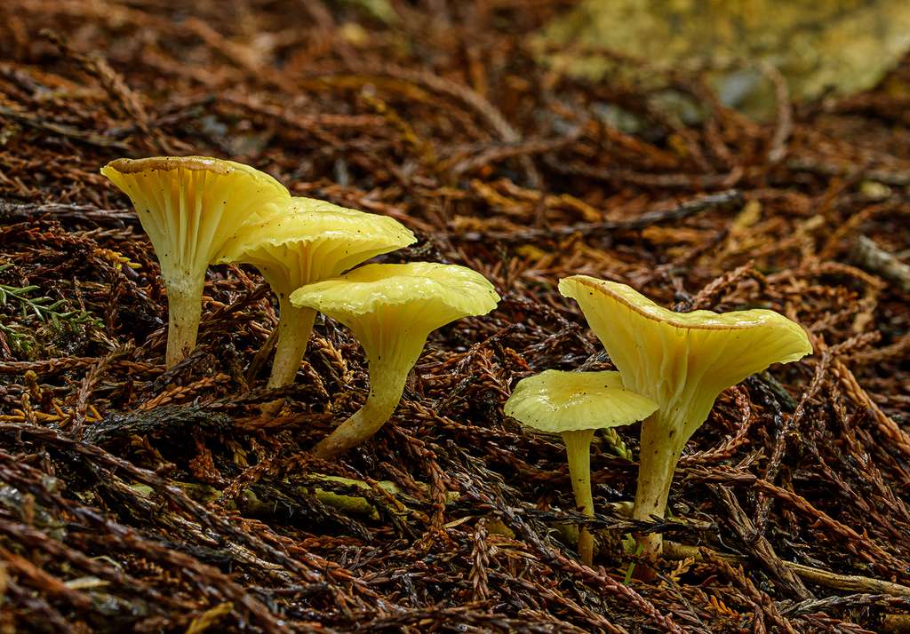 chanterelles from Paraparaumu 5034, New Zealand on June 30, 2022 at 01