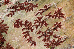 Phaeographis haematites