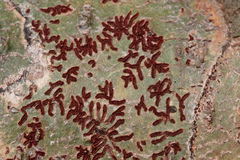 Phaeographis haematites