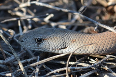 Pygopus lepidopodus