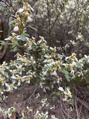 Spyridium spathulatum