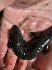 Desmognathus marmoratus