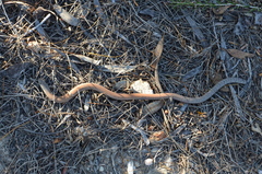 Pygopus lepidopodus