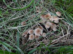 Mycena murina