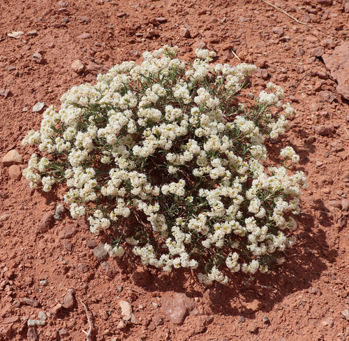 Comb Wash buckwheat (Eriogonum clavellatum)