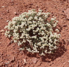 Eriogonum clavellatum