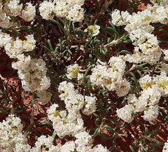 Eriogonum clavellatum