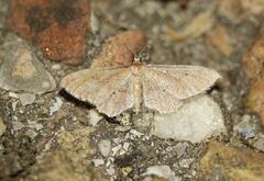 Idaea infirmaria