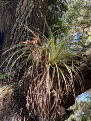 Tillandsia fasciculata