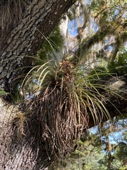 Tillandsia fasciculata