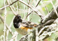 Pipilo maculatus oaxacae