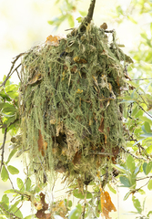 Pachyramphus aglaiae