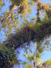 Tillandsia fasciculata