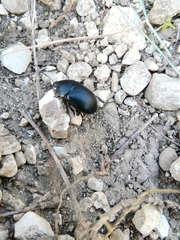 Ablattaria laevigata