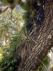 Tillandsia fasciculata