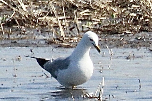 Ring-billed Gull photographed in North Dakota