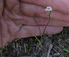 Sagittaria teres