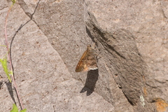 Cogia hippalus hippalus