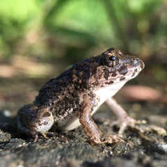 Fejervarya kawamurai