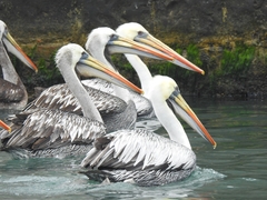 Pelecanus thagus