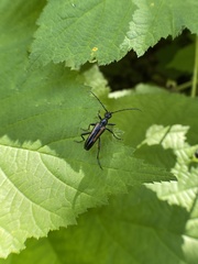 Strangalepta abbreviata