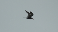 Larosterna inca