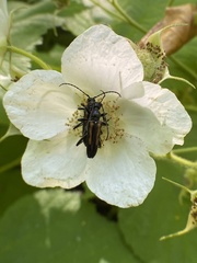 Strangalepta abbreviata