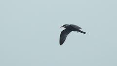 Larosterna inca