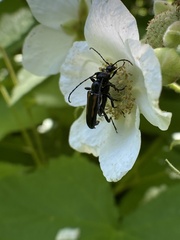 Strangalepta abbreviata