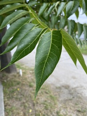 Ailanthus altissima