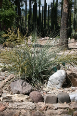 Beaucarnea
