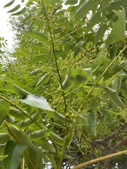 Ailanthus altissima